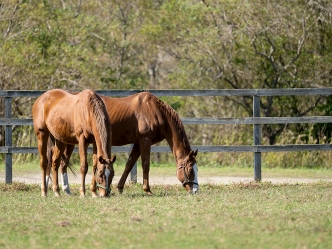 ~オウケンブルースリとの再会~