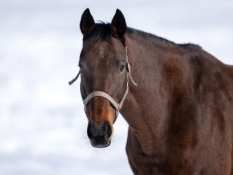 ～ショウリュウムーンとの再会～ 