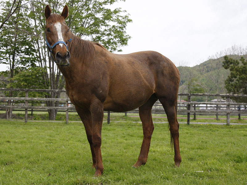 show_photo.php?horse_id=