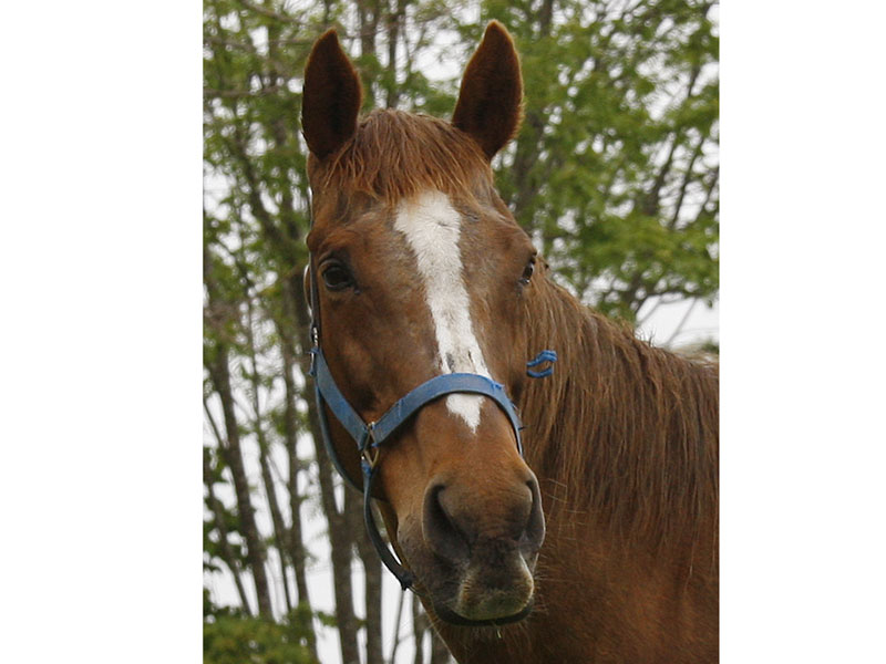 功労馬 | チョウカイキャロル