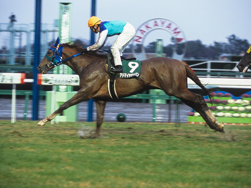 アドマイヤジャパン メイン画像1