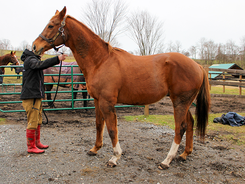 アドマイヤジャパン メイン画像2