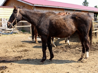 マイネルモルゲンの近況を公開しました（写真、動画あり）