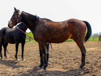 ザッツザプレンティの近況を公開しました(写真、動画あり)