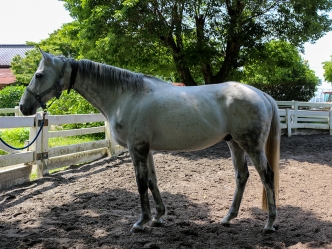 プラチナムバレットの近況を公開しました(写真、動画あり)