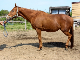 セカンドテーブルの近況を公開しました（写真、動画あり）