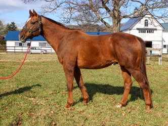 スズカコーズウェイの近況を公開しました（写真、動画あり）