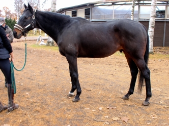 キンシャサノキセキの近況を公開しました（写真、動画あり）