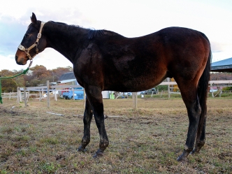 タマモサポートの近況を公開しました（写真、動画あり）