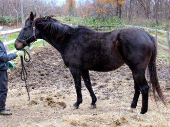 メイショウブシドウの近況を公開しました（写真、動画あり）
