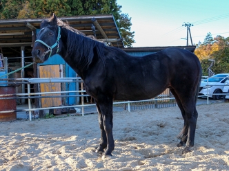 エンゲルグレーゼの近況を公開しました（写真、動画あり）