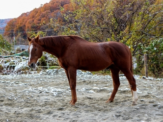 ウインクリューガーの近況を公開しました（写真、動画あり）